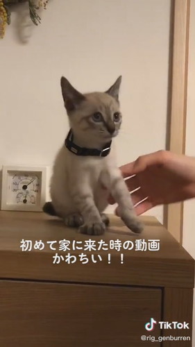 うとうと子猫がかわいい