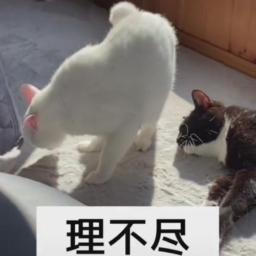 白黒猫
