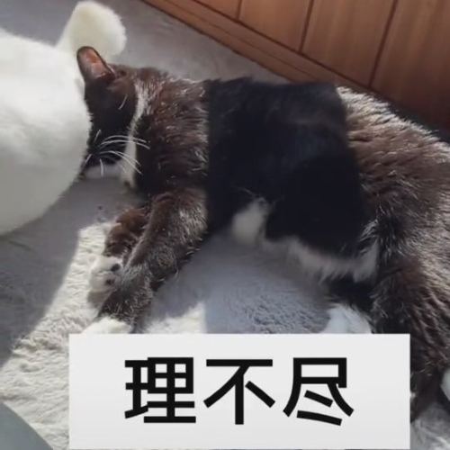 お尻をぶつける猫