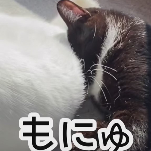 もにゅっとお尻が当たる猫