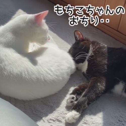 お尻に喜ぶ猫