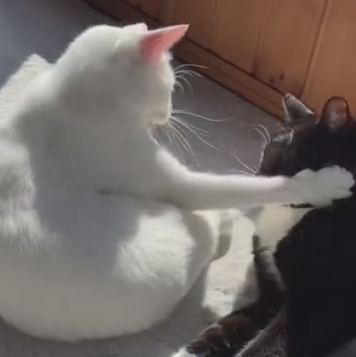 猫パンチする猫