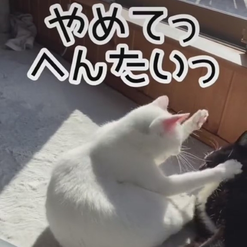 猫パンチを浴びせる猫