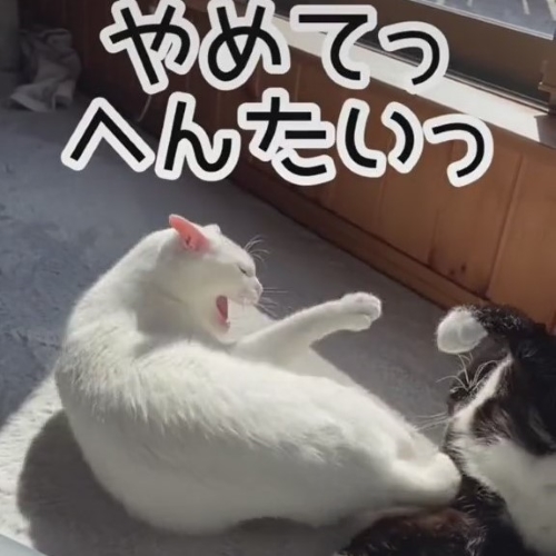 シャーする白猫