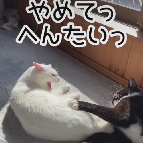 なだめる白黒猫