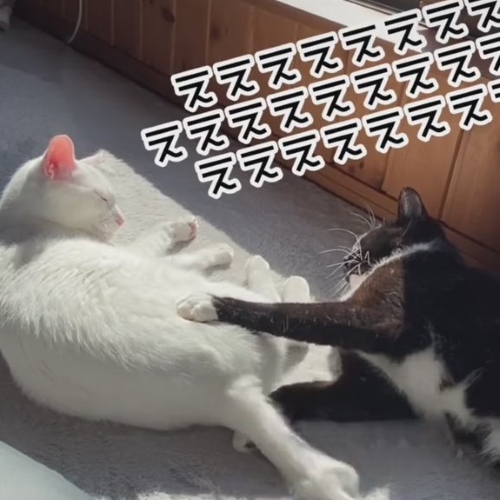 ぼうぜんとする白黒猫