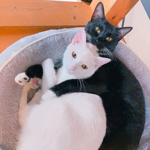 いい雰囲気な猫