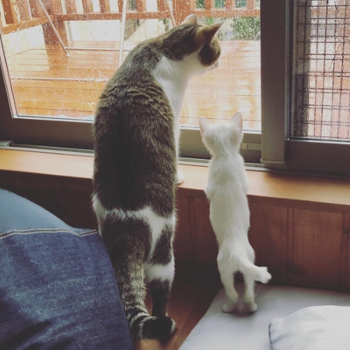 のりたまとおもち