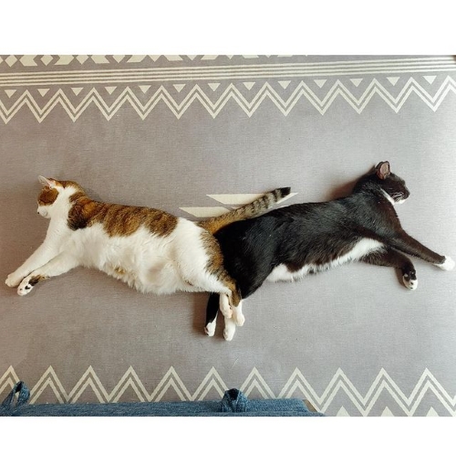 のりたまとくろみつ