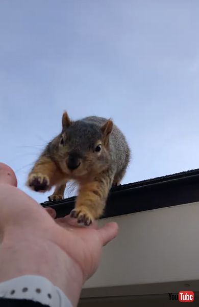 飛びつくリス