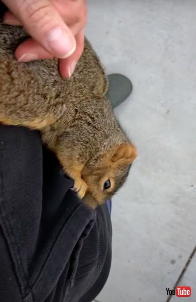 ポケットに入るリス