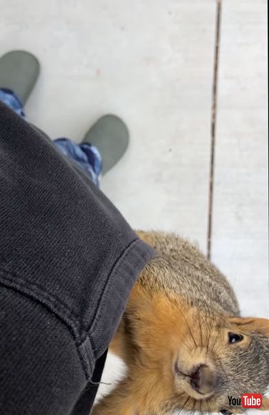 ポケットから出るリス