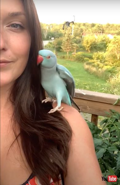 アイドルインコ