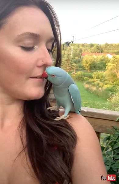 キスするインコ
