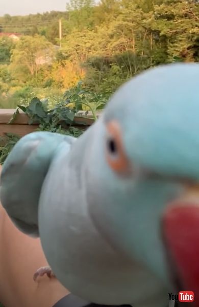 かわいいインコ