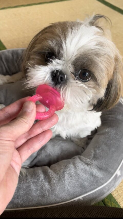 おしゃぶりとななちゃん