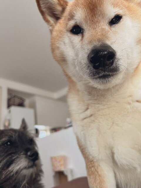 柴犬