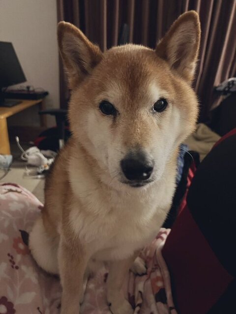 柴犬さんお座り