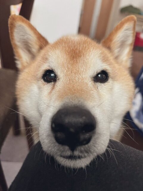 柴犬さんアップ