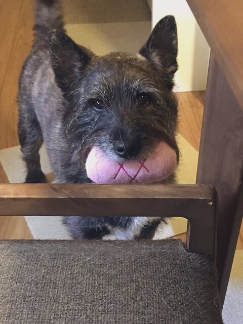 肉のおもちゃくわえている犬