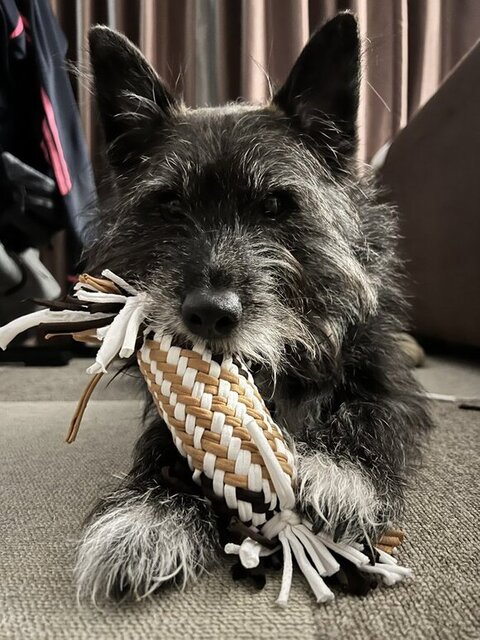 納豆のおもちゃで遊ぶ犬