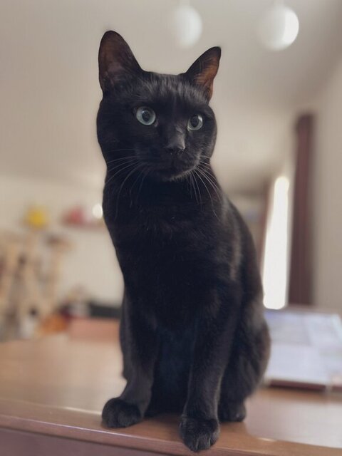 黒猫お座り