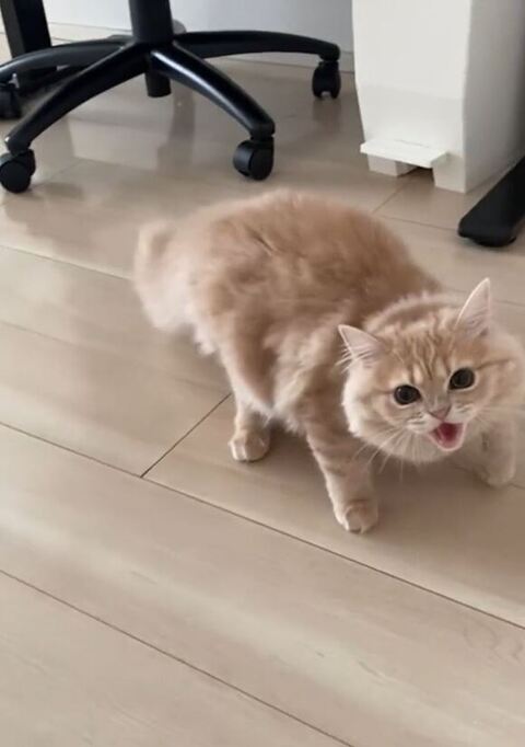 子猫シャー