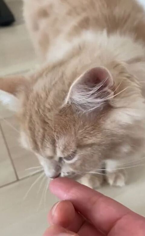 匂いをかぐわたあめくん