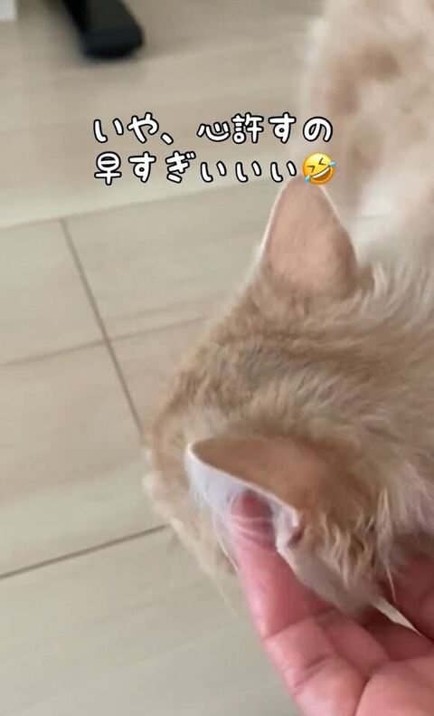 なでられてるわたあめくん