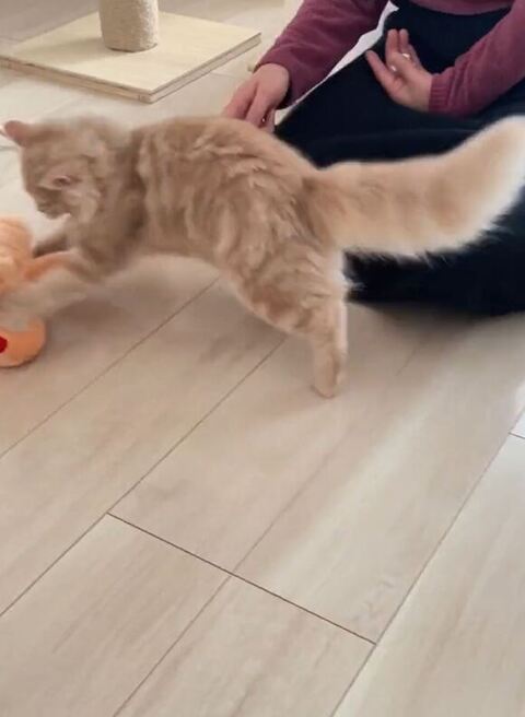 人形にとびかかる