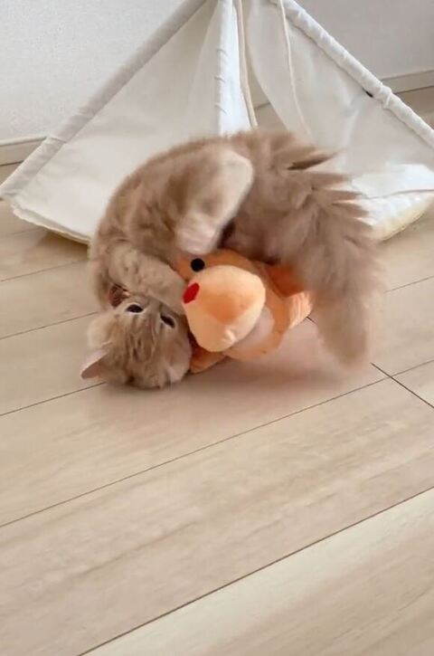 人形持ってごろん