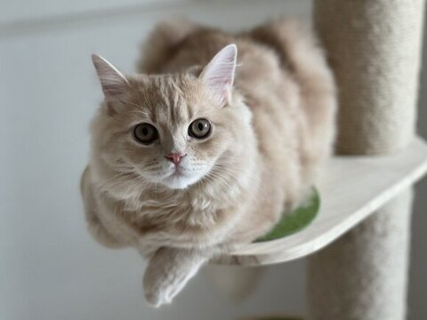 キャットタワーにいる