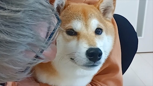 柴犬
