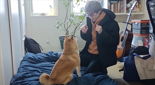 マテをする柴犬