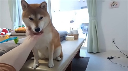 お散歩の催促をする柴犬