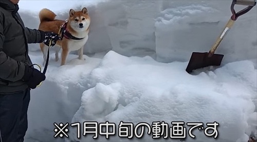 雪でお散歩断念