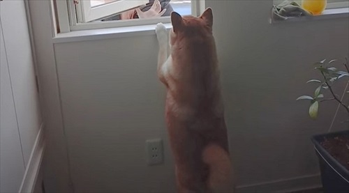 窓から見送る柴犬