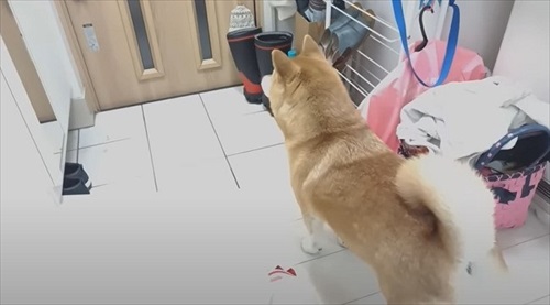 玄関で待つQちゃん