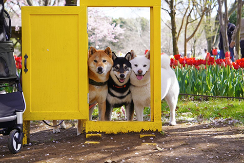 ドアと柴犬たち