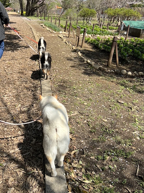 縁石を歩きたがるワンコたち