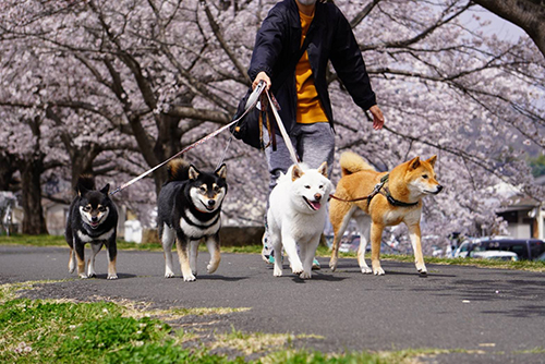 お散歩する柴犬4匹