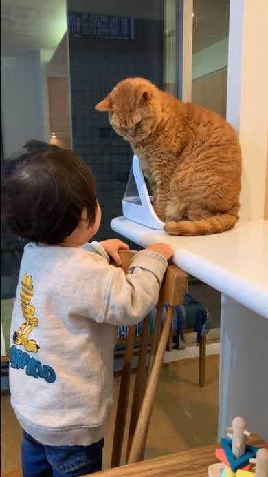 ストップする息子くんと猫