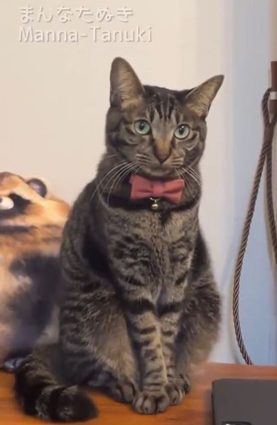 猫のアイシングクッキー