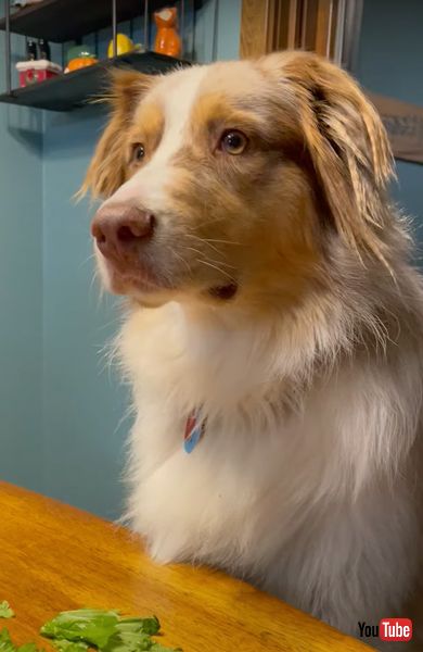 野菜を見るワンコ