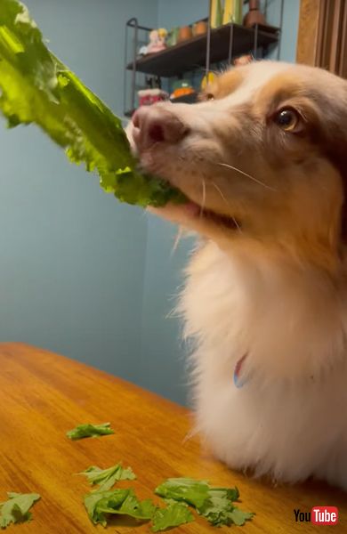 野菜をかじるワンコ