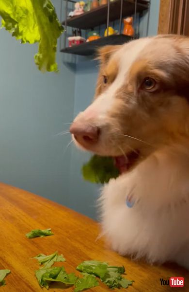 野菜を吐き出すワンコ