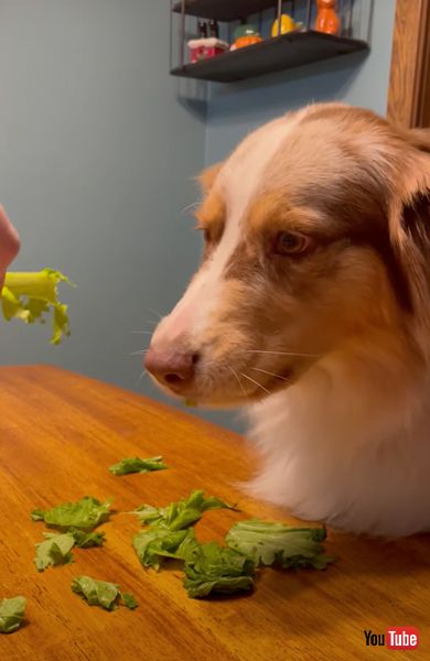 野菜を少しだけ食べるワンコ