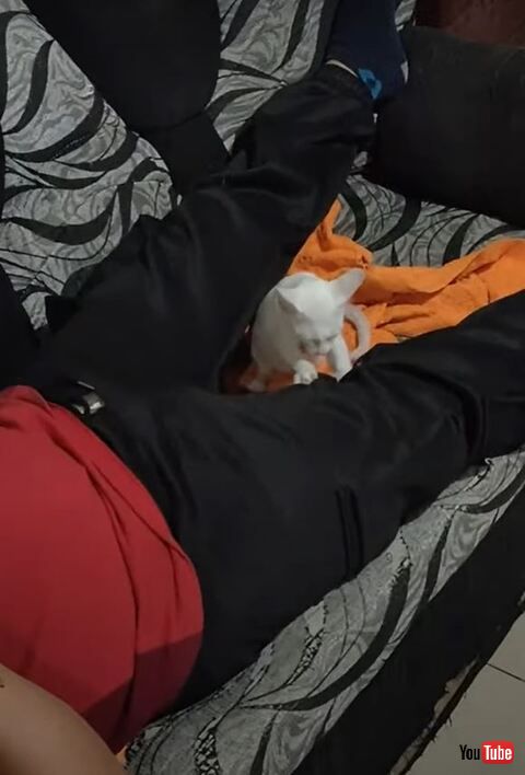 ふみふみしてる子猫