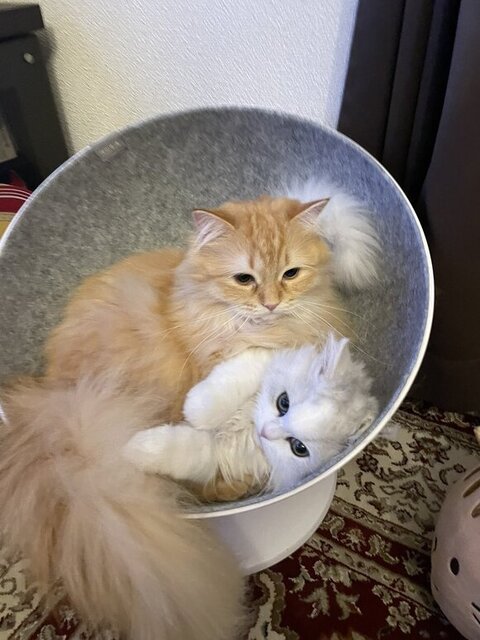 ノーマンくんを抱きしめるエマちゃん