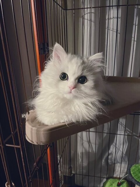 こっちを見てるノーマンくん